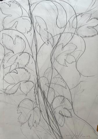 Humle, blyerts, 65x 45 cm